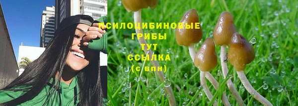 сатива Карпинск